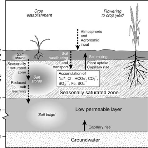 Soil Processes And Accumulation Of Salt In Root Zone Layers Of Sodic