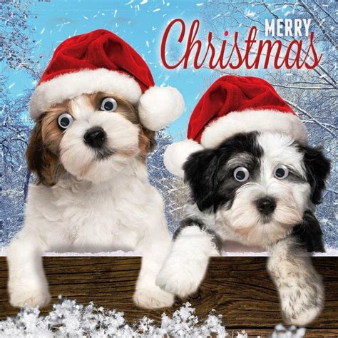 Cute Puppy Dogs Googlies Christmas Card Cards