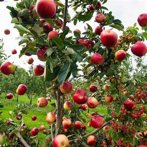 Malus Domestica Katy Premium Eating Apple Tree Garden Fruit Tree