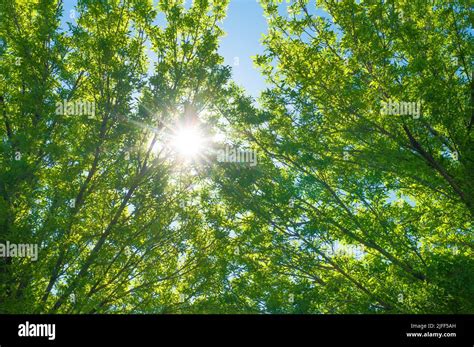 Sun Shining Through Trees Stock Photo Alamy
