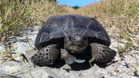 Gopher Tortoise Florida State Parks