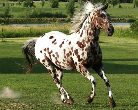 8 Most Expensive Horse Breeds Most Luxurious Horse Breeds