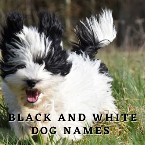 125 Black And White Dog Names With Meanings Pethelpful