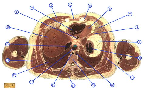 Thorax Cross Section