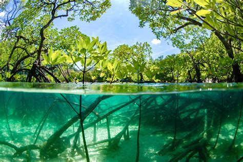 Diverse Mangrove Forests Have Higher Carbon Storage Capacity