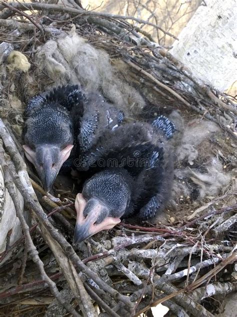 Common Raven Corvus Corax Nest Stock Image Image Of Childhood Baby