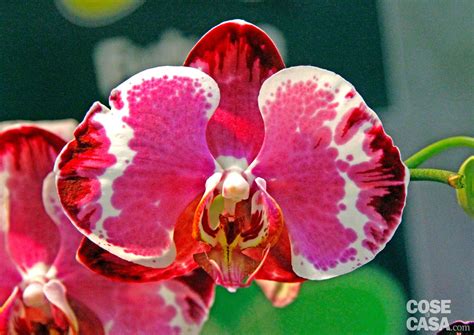 Si estrae delicatamente la pianta dal vaso e si divide in due o più parti, a seconda delle sue dimensioni. Fiore Giallo Simile All Orchidea / Malattie E Parassiti ...