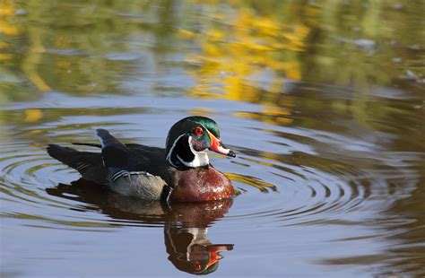 Wetlands Royalty Meet The Wood Duck Michigans Regal Looking