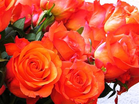 Ingyenes Fénykép Rózsa Virágok Csokor Piros Ingyenes Kép A