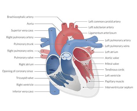 Deoxygenated Blood From The Heart Myocardium Drains Into Right Atrium