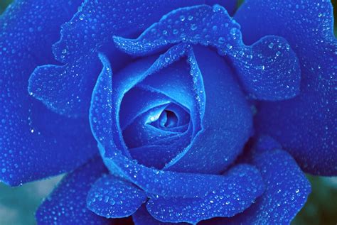 Free Photo Rose Blue Flower Floral Nature Free Image On Pixabay