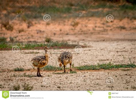 Two Ostrich Chicks In Kgalagadi Stock Image Image Of Funny