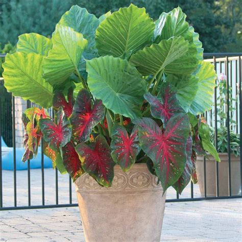 Elephant ears can establish quickly in wide planting holes. Upright Elephant Ears & Caladium Red Flash - Longfield Gardens
