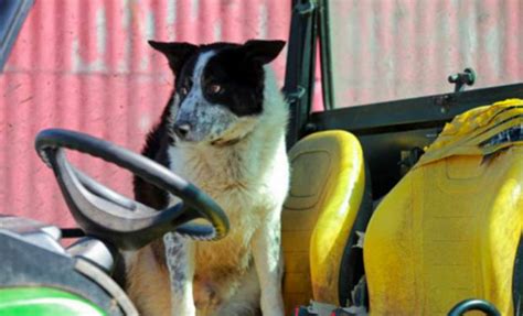 Tractor Driving Sheepdog Causes Mayhem On Motorway