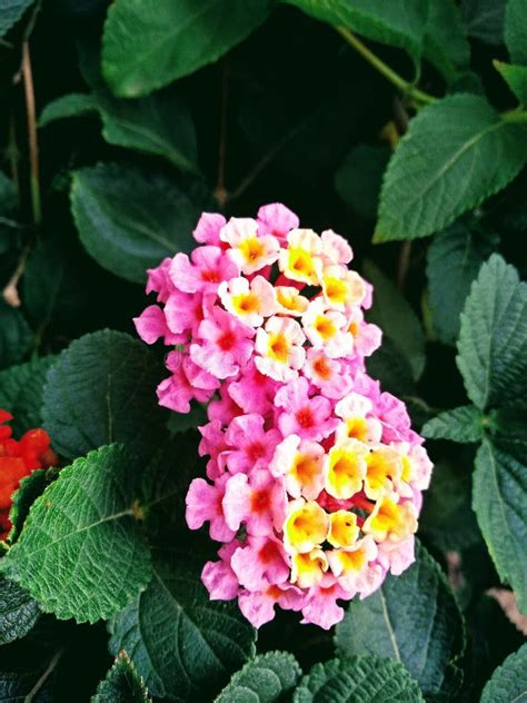 Lantana Camara Flower In Full Bloom Stock Photo Image Of Colorful