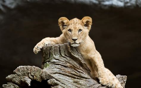 Hd Babies Lions Cubs Predator Wildlife Face Eyes Pov 1080p Wallpaper Download Free 145162