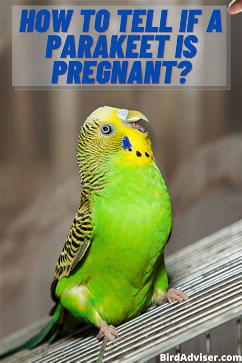 How To Tell If A Parakeet Is Pregnant Parakeet Budgies Bird