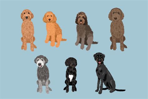 Labradoodle Clip Art Dog Breed 15 Editable Vector Pack Etsy
