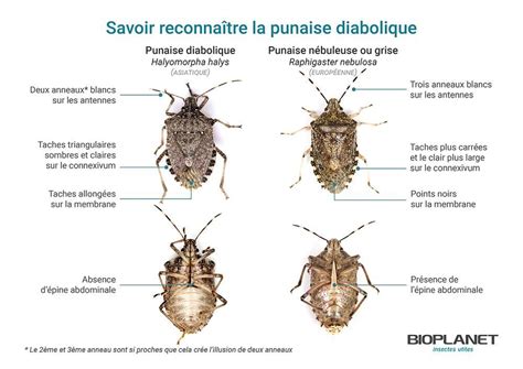 La Punaise Diabolique Martine64 La Nature Dans Les Pyrénées