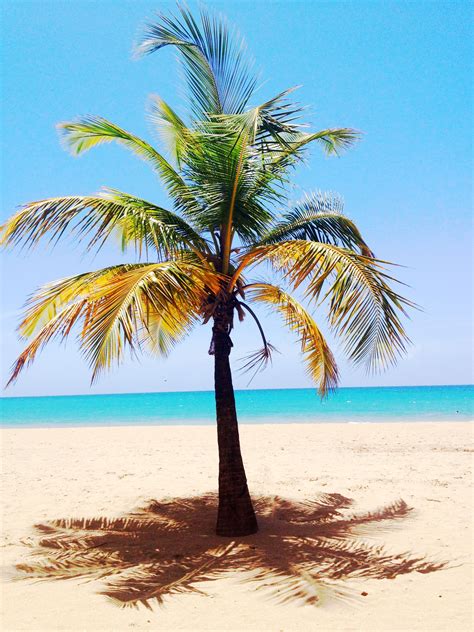 Puerto Rican Palm Tree Been There Beauty Pinterest Puerto Ricans
