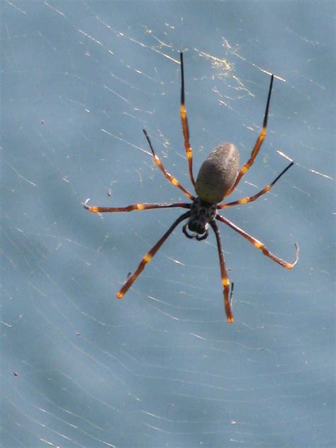 Big Spider In Web At Cremorne Point Sydney Australia Spider Big
