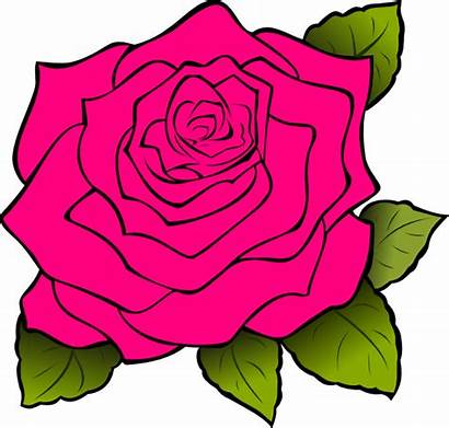 Clip Purple Rose Clipart Pink Cartoon Flower