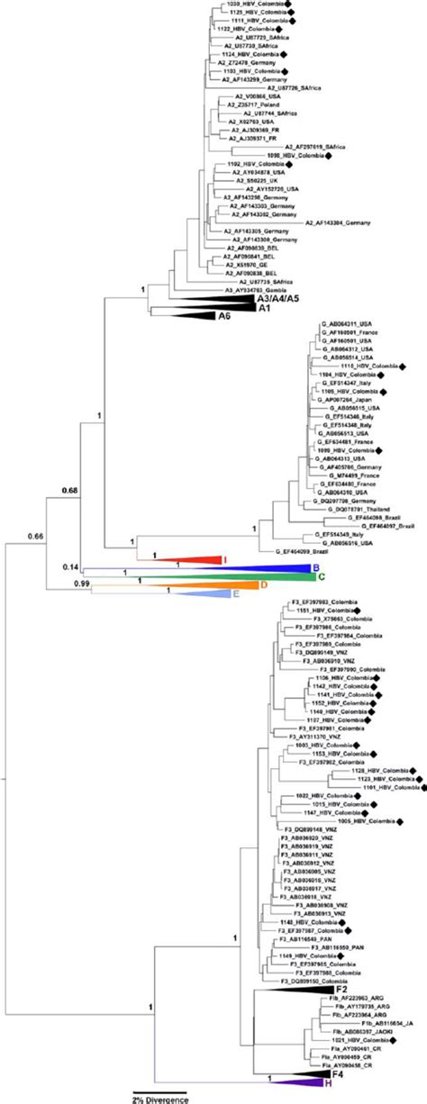 The Maximum Clade Credibility Mcc Tree Was Estimated By Bayesian