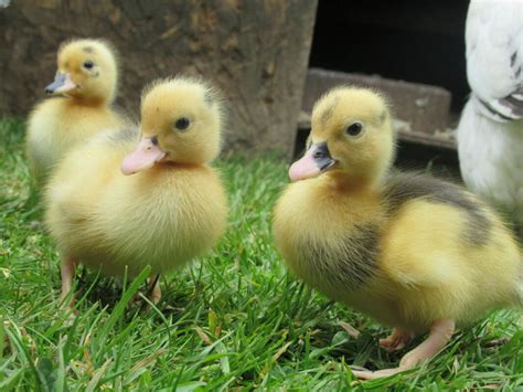 Call Duck Ducks Breed Information Omlet