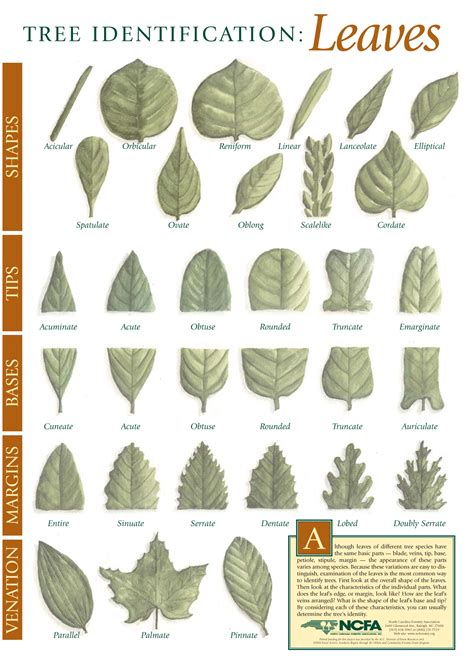 Printable Tree Leaf Identification Chart