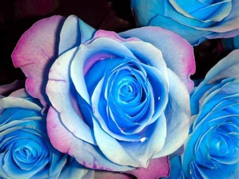 Blue Roses Very Beautiful Pictures 24 Pics Picture 3
