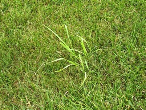 Removing Fieldquack Grass Lawnsite™ Is The Largest And Most Active