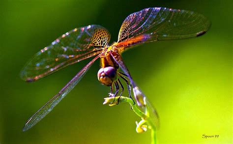 Rainbow Dragonfly Insect Damselfly Dragon Flys