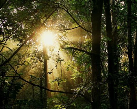 Fond Décran Bois Des Arbres Forêt Lumière Du Soleil Canon400d