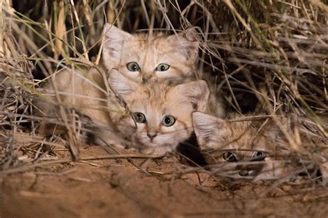 Sand Cat Kittens Filmed In The Wild For The First Time Ever Video