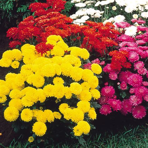 Buy Chrysanthemum Hardy Garden Mums J Parkers