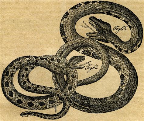 Download black and white drawing and use any clip art,coloring,png graphics in your website, document or presentation. Vintage Snakes Picture! - The Graphics Fairy