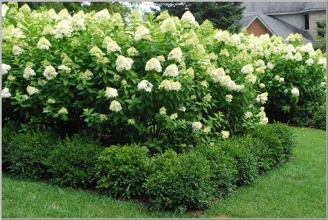 Create A Perfect Yard With These Tips Landscaping Lovers Hydrangea