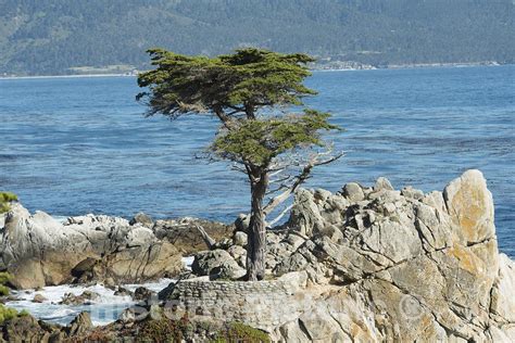 Monterey Cypress Monterey County Fine Art Photo Photo Art Beautiful