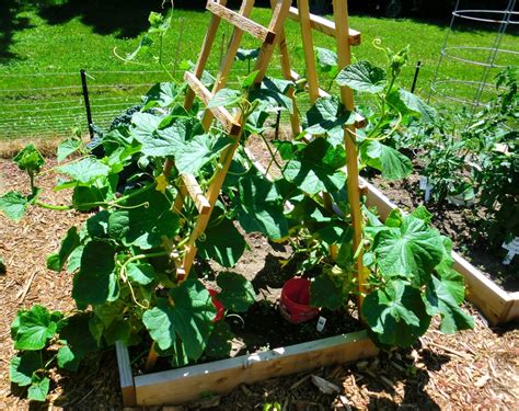 Save Space Grow Cucumbers On A Trellis Garden Trellis