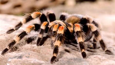 It might surprise you that these arachnids are on the shy side. Are Tarantulas Poisonous? | Med-Health.net