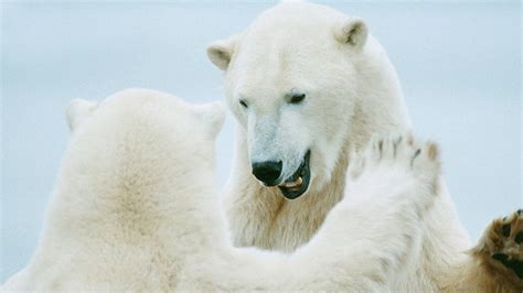 Polar Bears Hugging Youtube