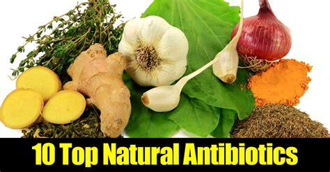 10 Top Natural Antibiotics