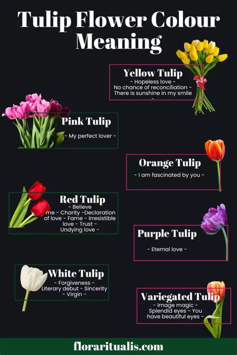 Tulip Flower Meaning The Ultimate Guide Flora Ritualis