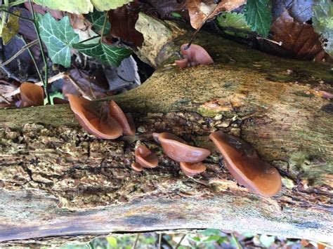 However, none of these similar looking mushrooms are poisonous, which is why i still consider this a beginner level mushroom. Jelly Ear Mushrooms - Grow Forage Cook