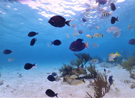 Snorkeling In The Cayman Islands Known As One Of The Best In The