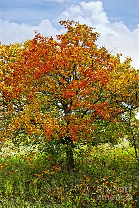 Autumn Maple Tree Photograph By Elena Elisseeva