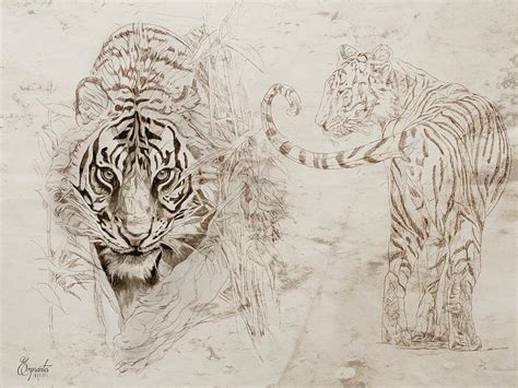 The King Of The Jungle Tiger Drawing By Empreintes Imagerie Fine Art