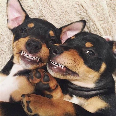See more ideas about miniature pinscher, pinscher, mini pinscher. Pin by Ronnie Axford on Mini Pin | Cute animals, Dog ...