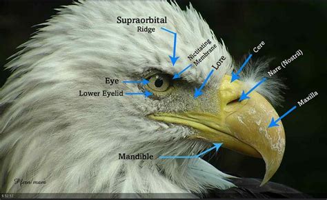 Bald Eagle Body Parts