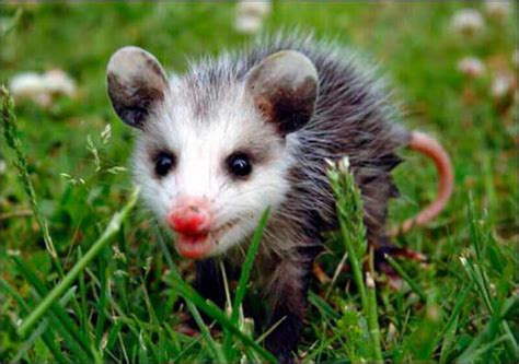 Check spelling or type a new query. What do possums eat